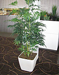 planters